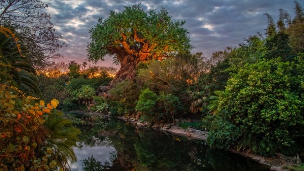 tree of life sunset